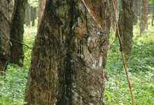 Jabulayo image